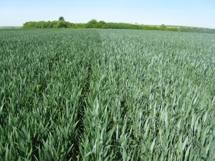 Зерновое тритикале Валентин 90