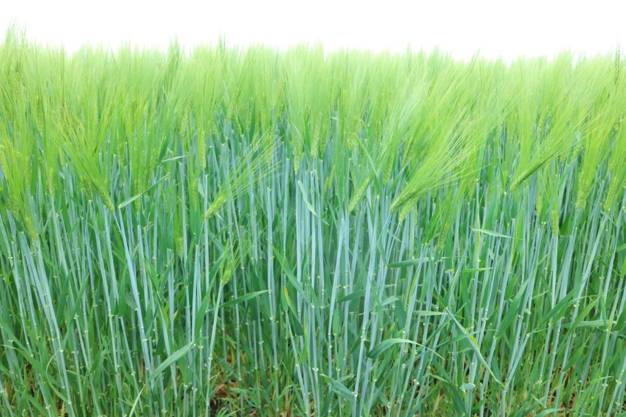 Сорт пшеницы Леннокс