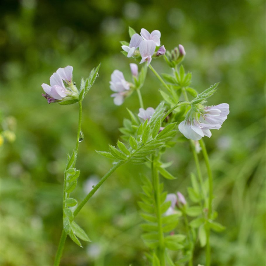 Сераделла посевная гербарий