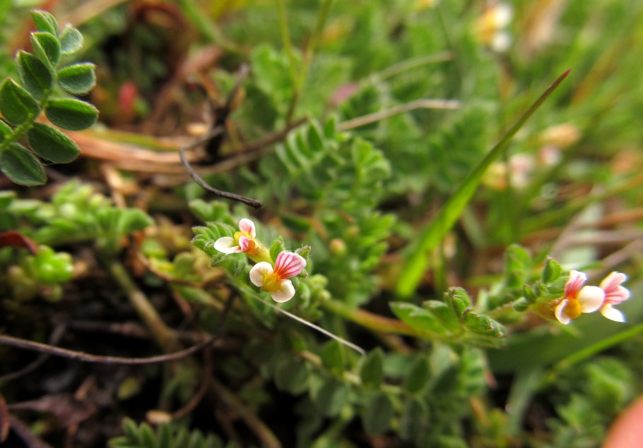 Сераделла посевная