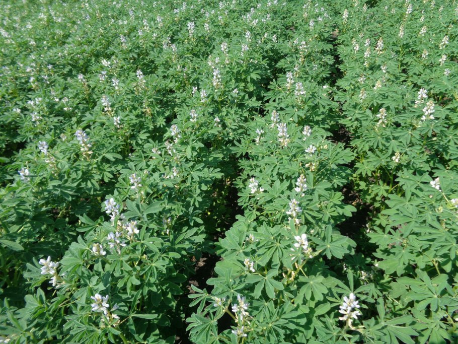 Сераделла растение