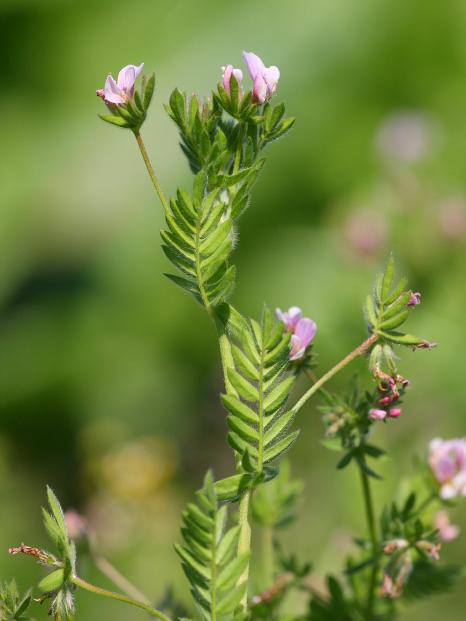 Сераделла посевная