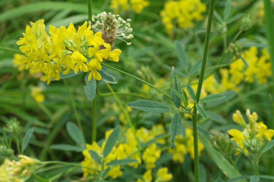 Люцерна желтогибридная