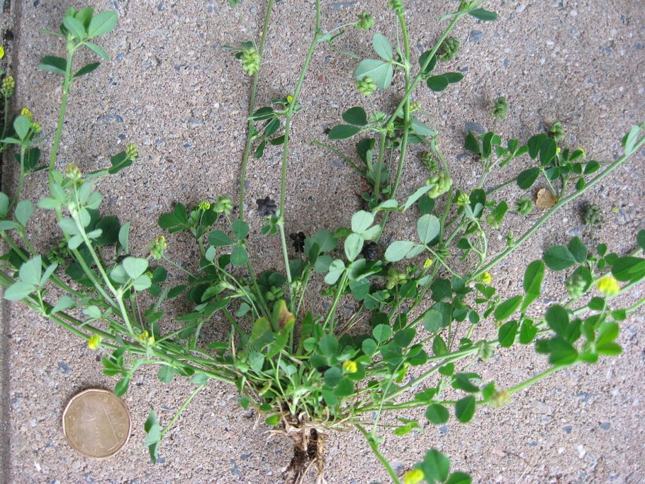 Medicago ciliaris