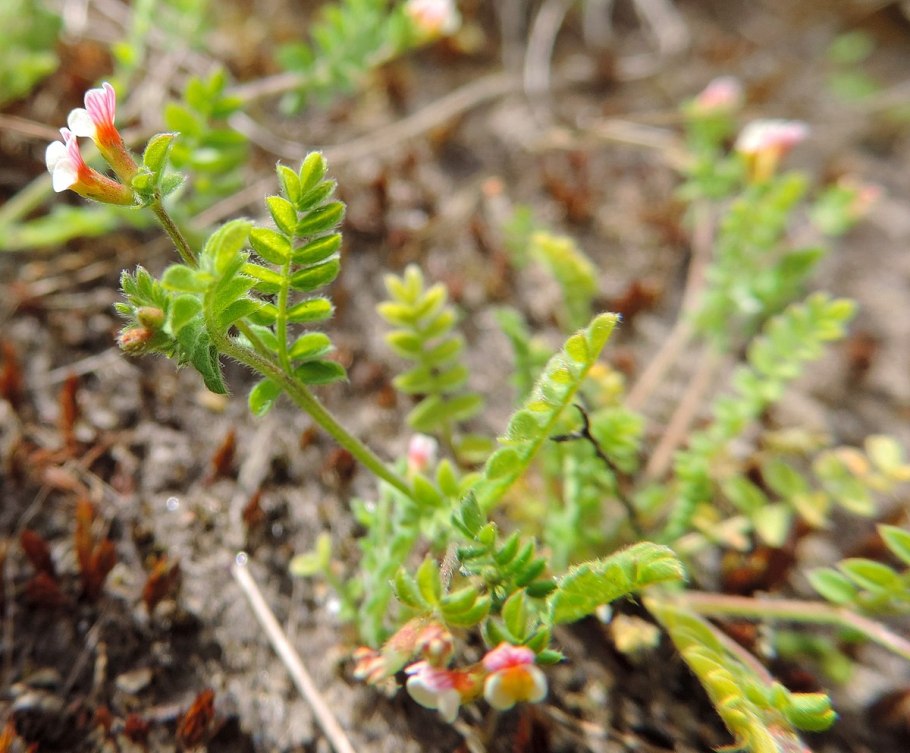 Сераделла медонос