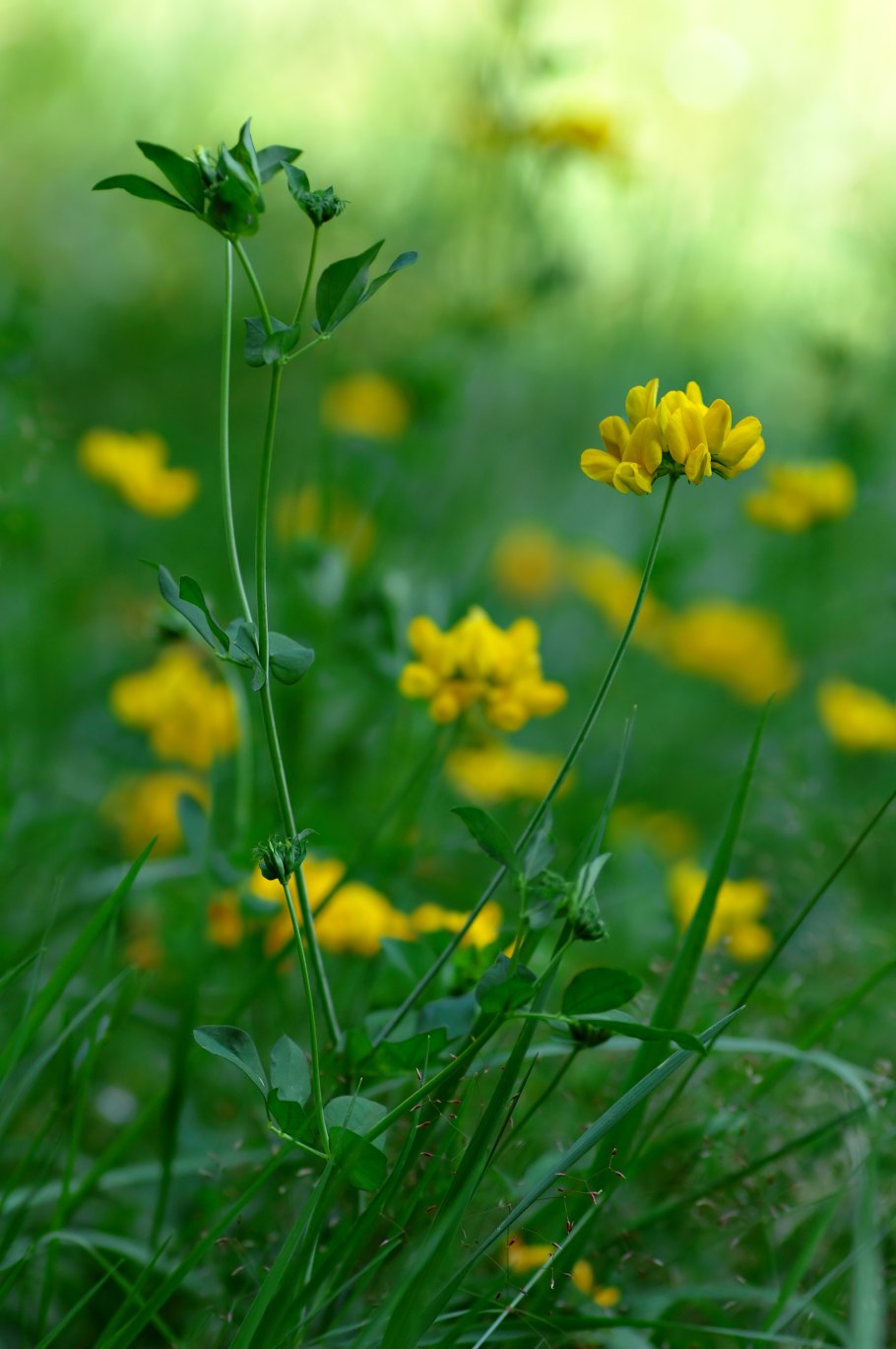 Люцерна синегибридная