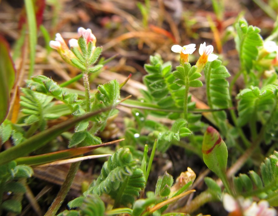 Сераделла посевная