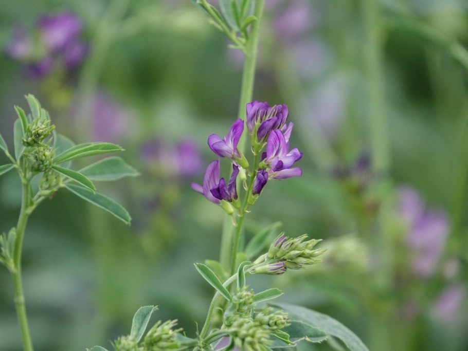 Люцерна посевная Medicago Sativa