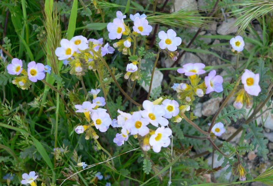 Baldellia ranunculoides