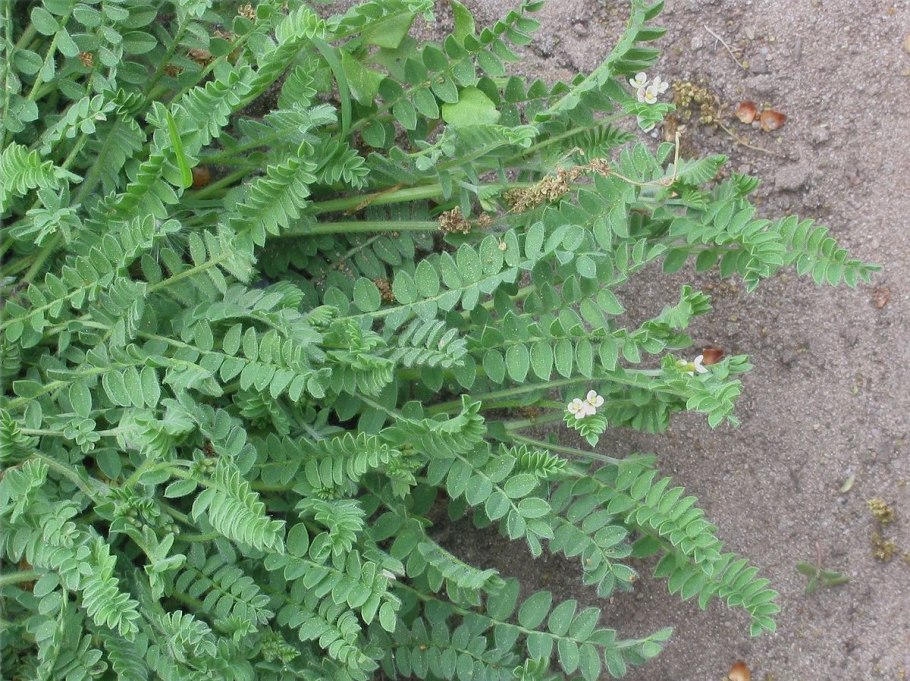 Сераделла растение