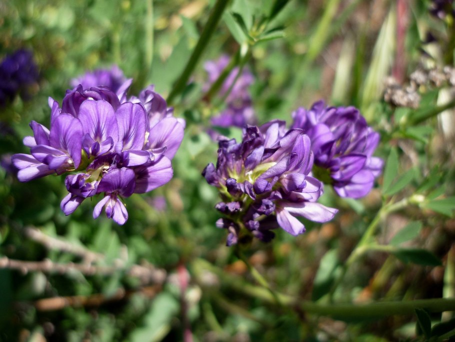 Сераделла мелкая