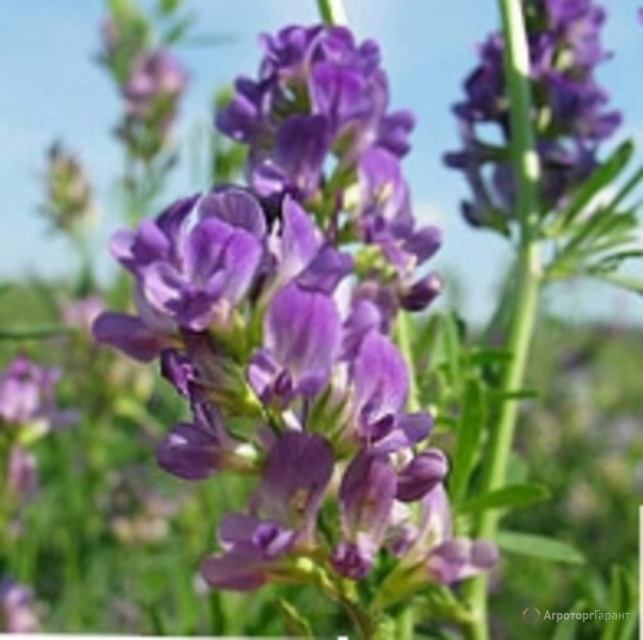 Люцерна румынская