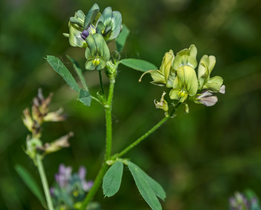 Сераделла мелкая