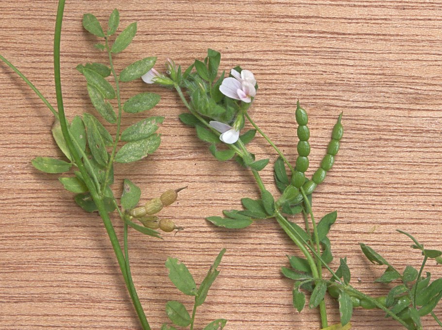 Сераделла растение