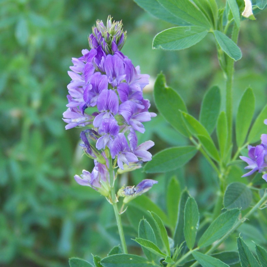 Люцерна хмелевидная сорняк