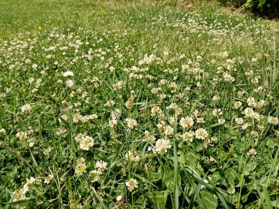 Сераделла Ornithopus sativus