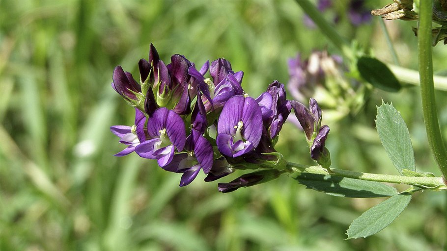 Ornithopus sativus Seeds