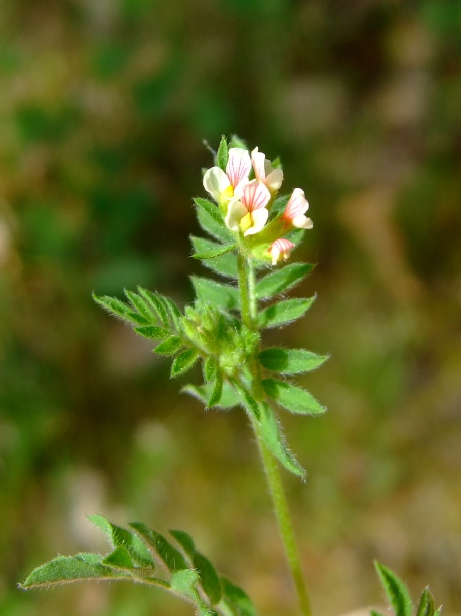 Сераделла трава