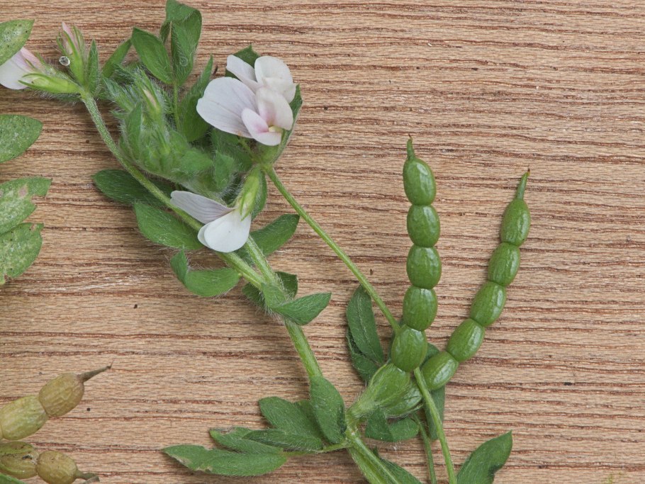 Люцерна Мончинская