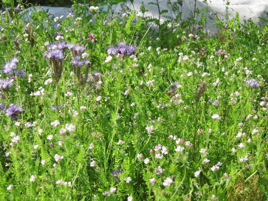 Сераделла мелкая