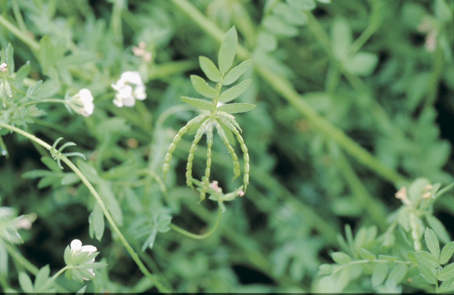 Сераделла однолетняя