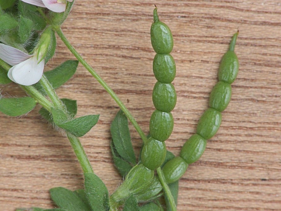 Люцерна синегибридная