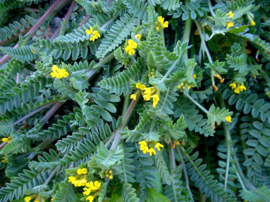 Сераделла мелкая