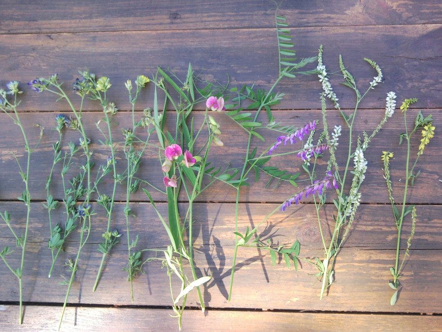 Сераделла медонос