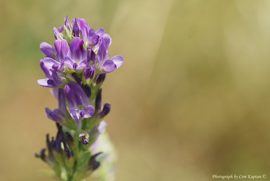 Сераделла семена