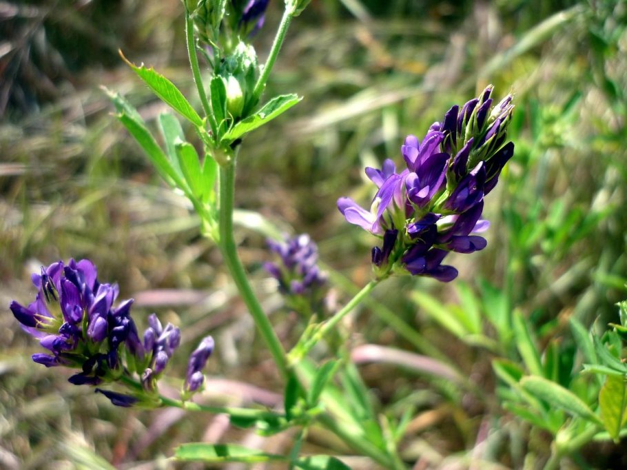 Люцерна распростертая — Medicago procumbens Bess.