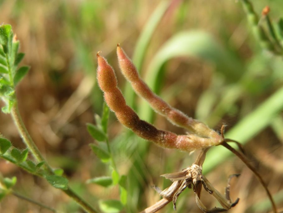 Люцерна посевная сидерат