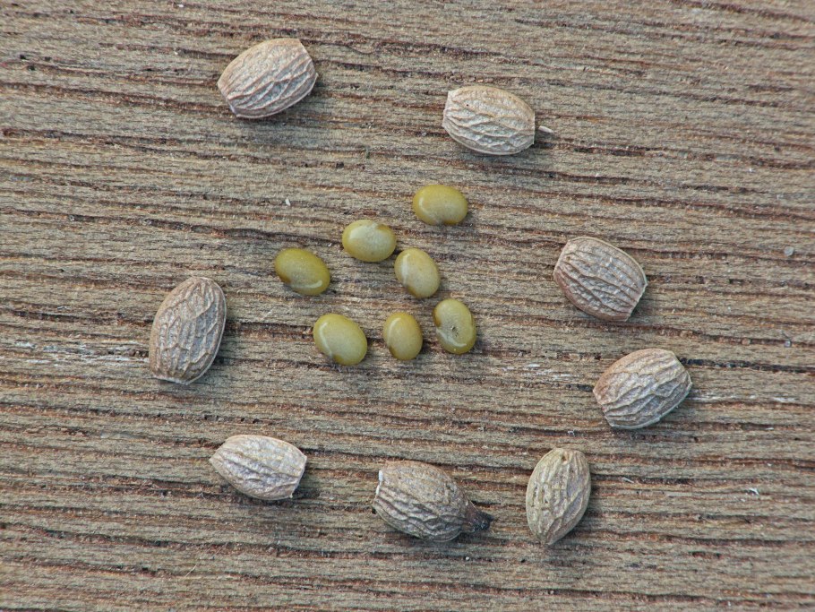 Сераделла посевная рисунок