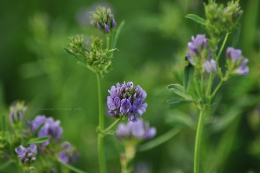 Люцерна двудомная цветок