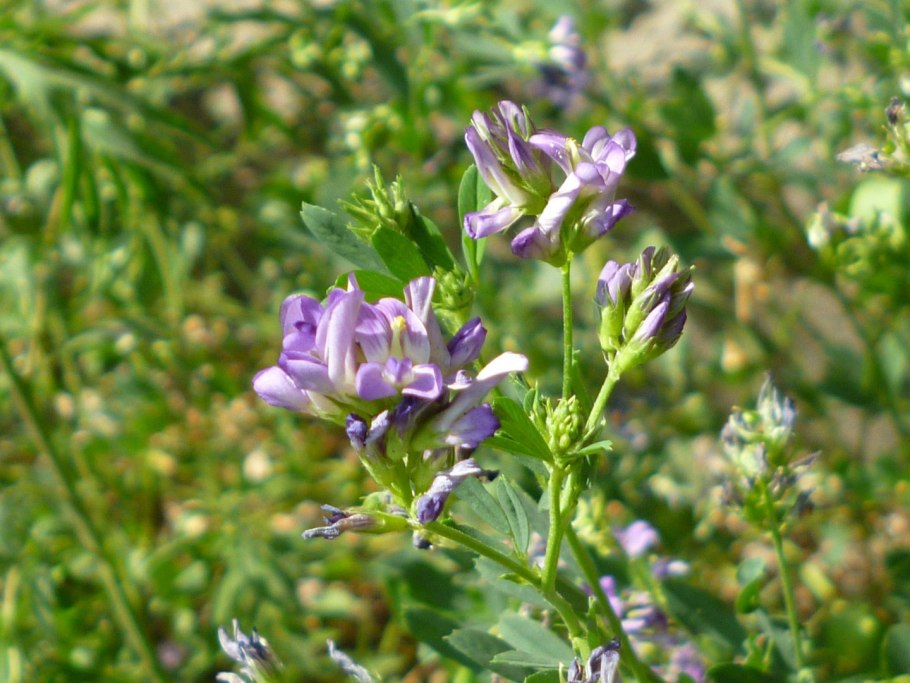 Люцерна плоскоплодная