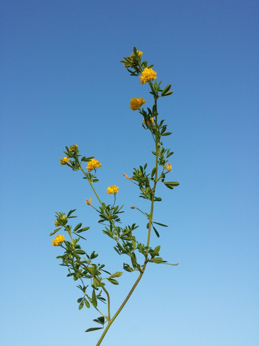 Сорняк для корма коров