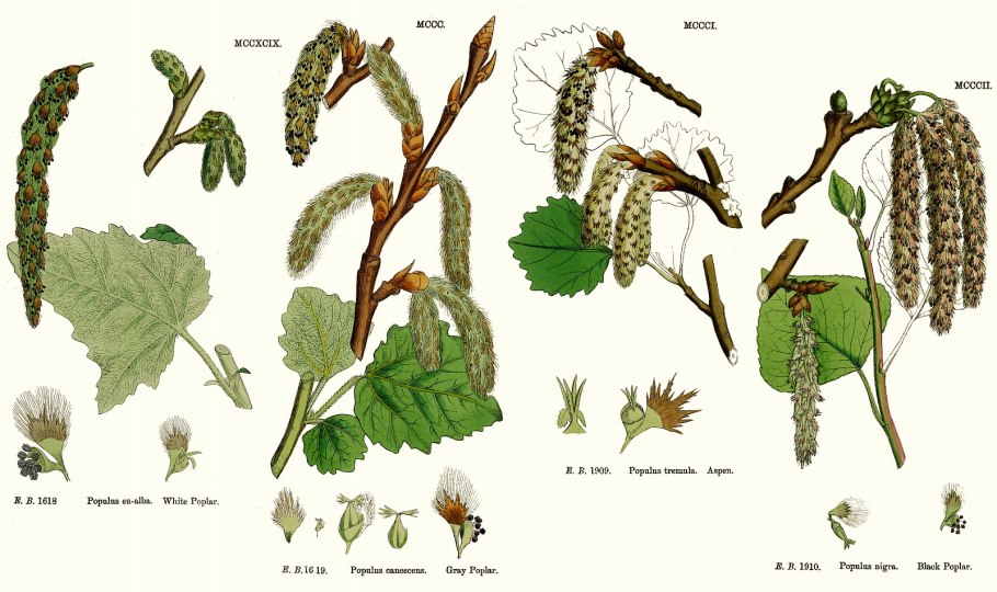 Тополь белый плоды