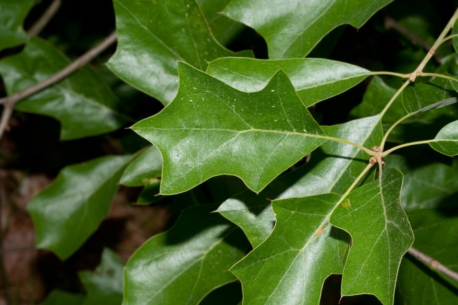 Дуб падуболистный Quercus ilicifolia