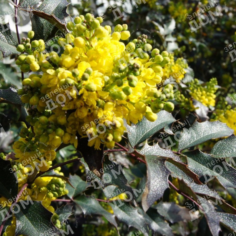 Тополь черный осокорь