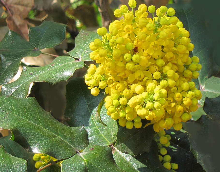 Тополь Сибирский дерево