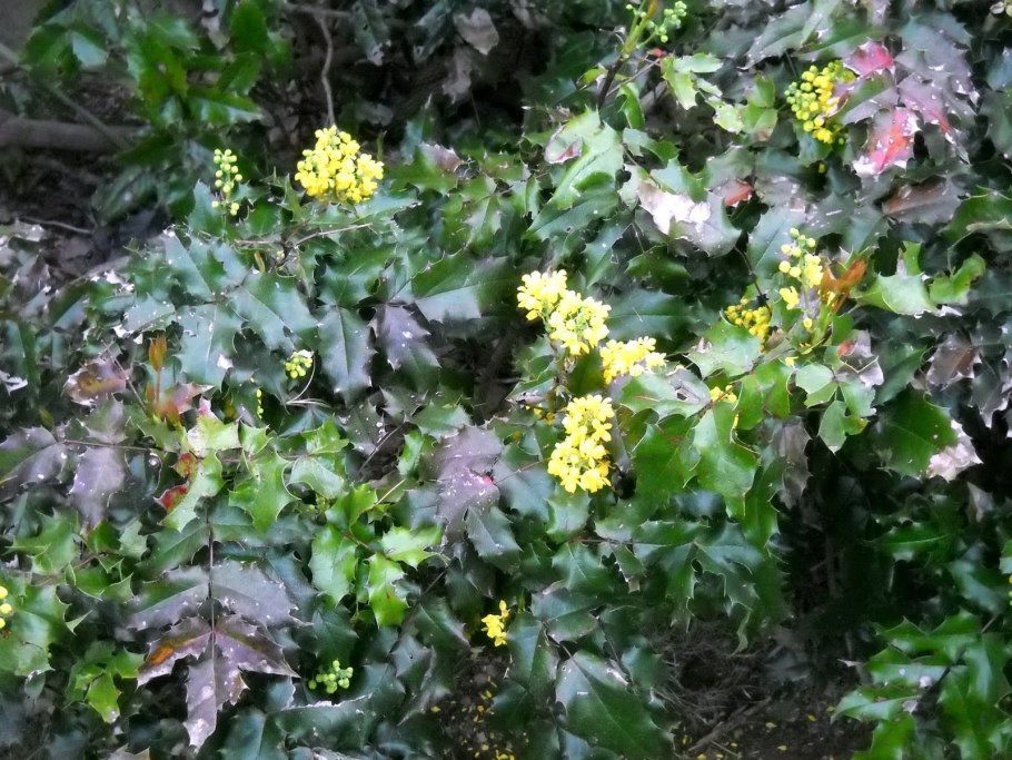 Тополь бальзамический листья