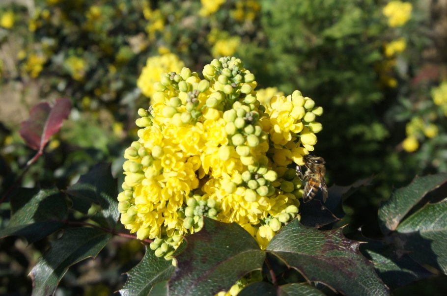 Магония падуболистная куст