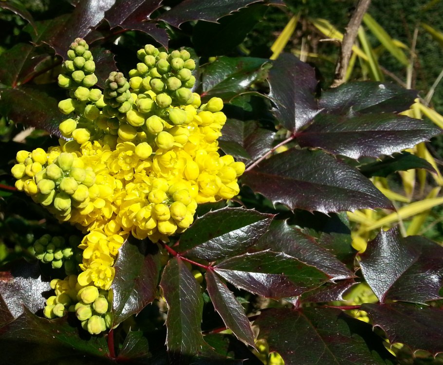 Магония падуболистная (Mahonia aquifolium) c2 20-30