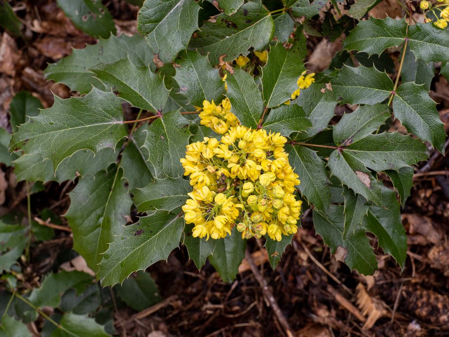 Магония падуболистная размножение