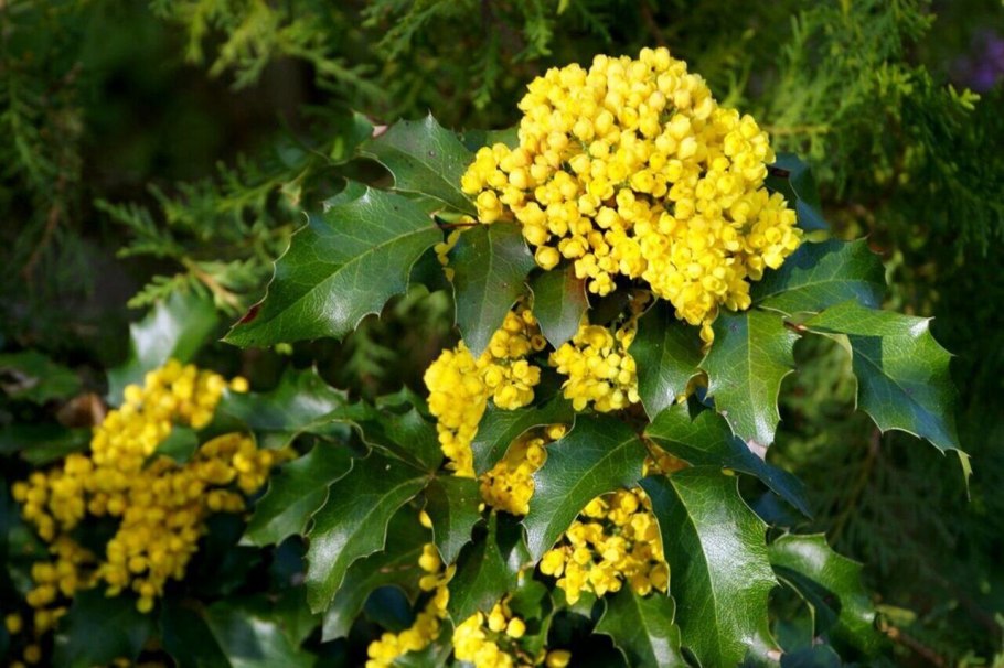 Тополь черный осокорь