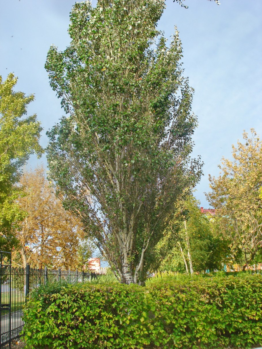 Populus alba тополь белый