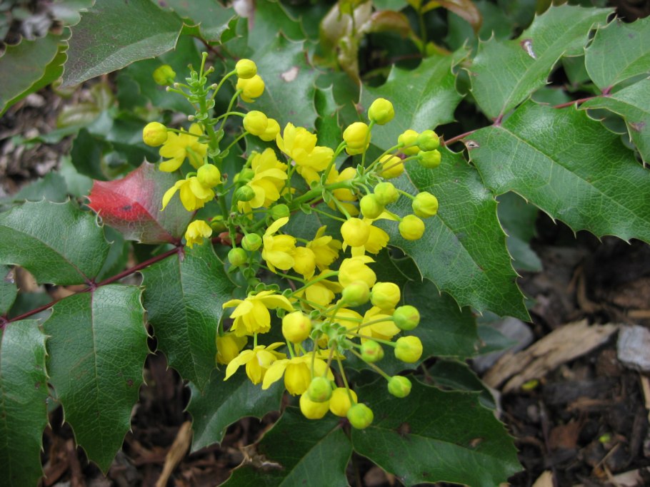 Тополь лавролистный Populus laurifolia