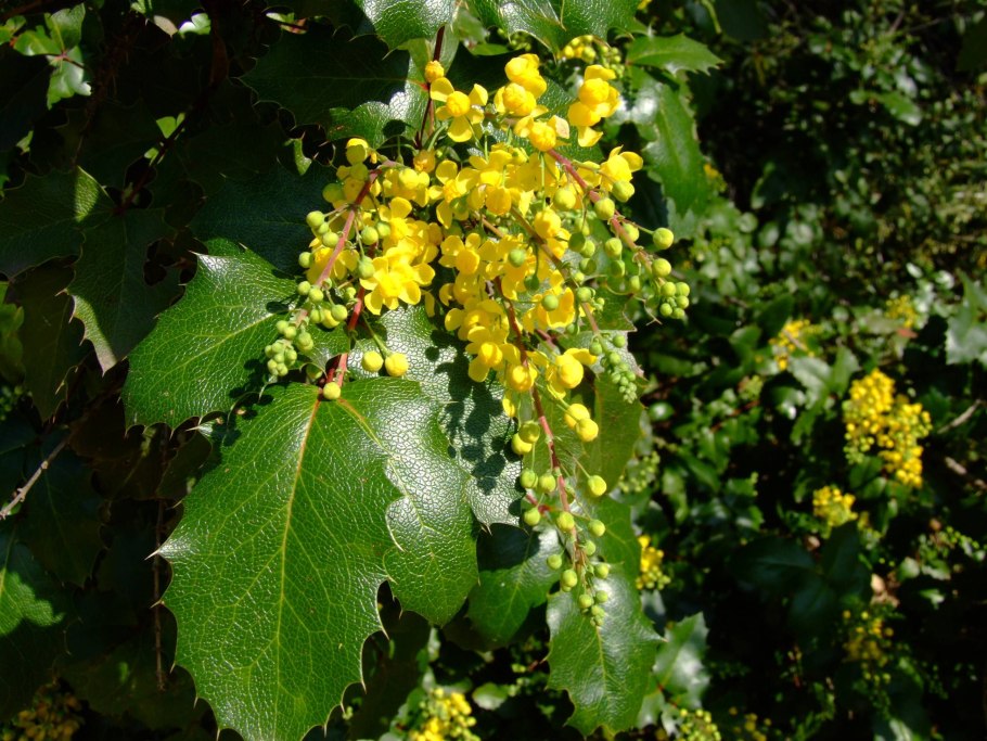 Магония падуболистная