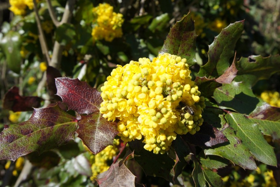 Дуб падуболистный Quercus ilicifolia