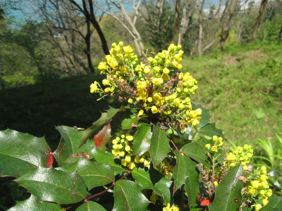 Populus nigra 'Italica'
