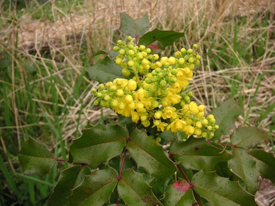 Осина (Populus tremula)
